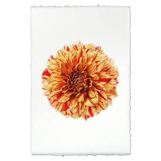 Gloriosa