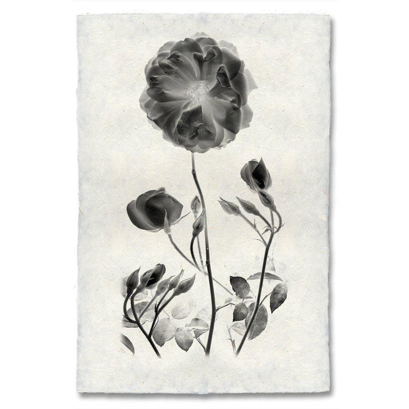 Graphite Rose