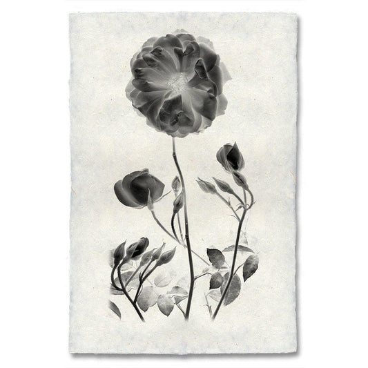 Graphite Rose