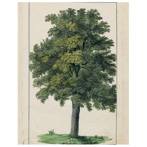 John Derian | Oak Treet - 12 x 20" Rect. Tray