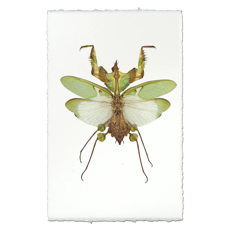 Green Mantis Print