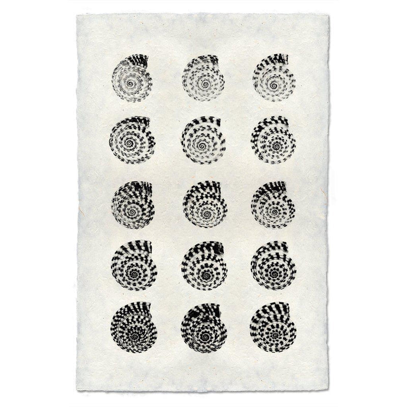 Heliacus Shells, B&W