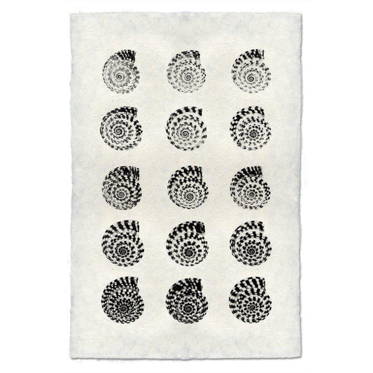 Heliacus Shells, B&W