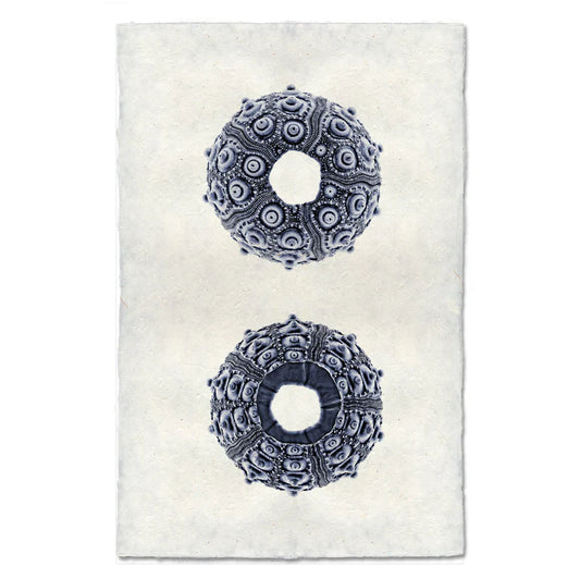Imperial Urchin, Blue