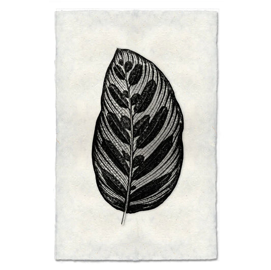 Leaf in a Leaf, B&W