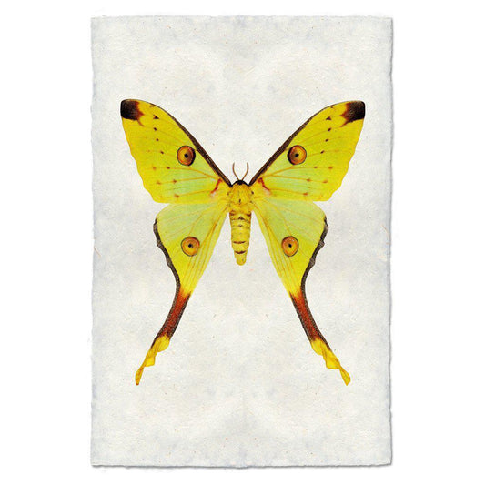 PAPILIONOIDEA #1