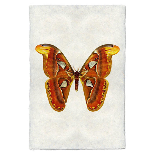PAPILIONOIDEA #2