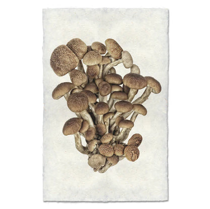 Pioppini & Shimeji Mushroom