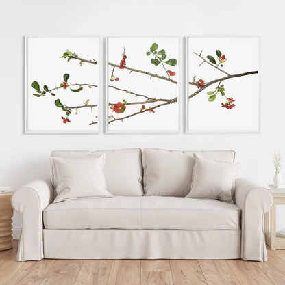 QUINCE TRILOGY TRIPTYCH PRINT