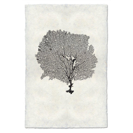 Round Sea Fan, B&W