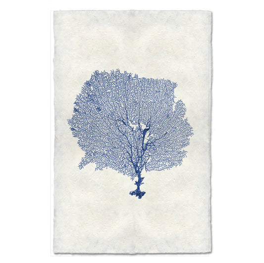 Round Sea Fan, Blue