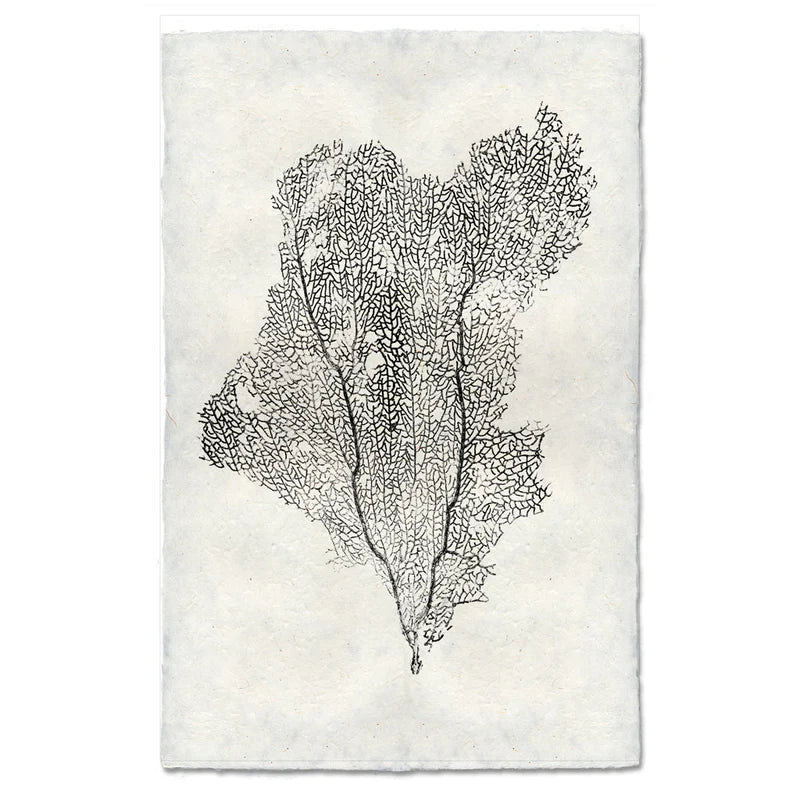Sea Fan #1, B&W