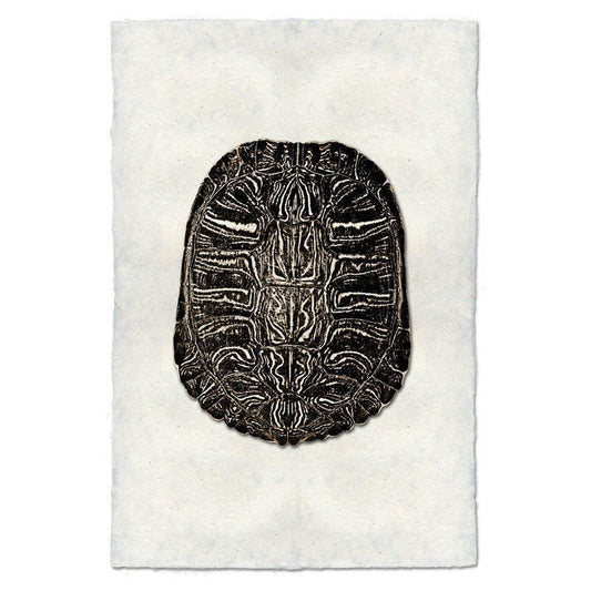 Turtle Shell #3