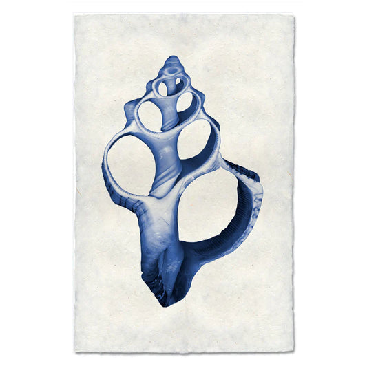 Single Shell, Blue