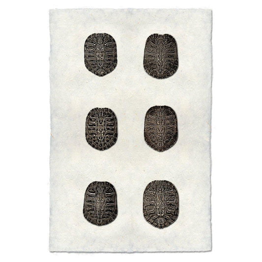 Six Turtle Shells