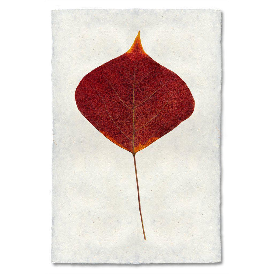 Autumn Leaf Print- SMOKE TREE