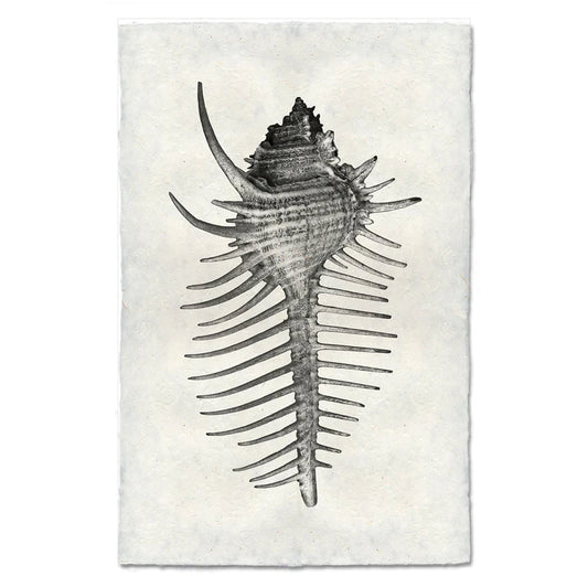 Spiny Murex, B&W