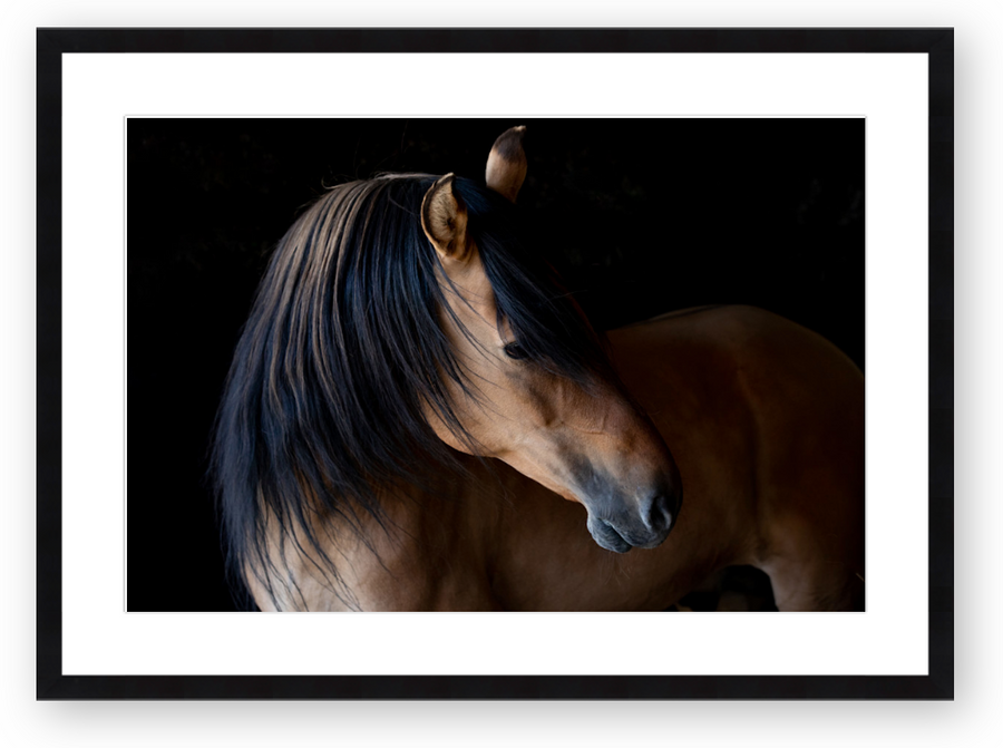 Stephen Pile | Spirit. Stallion of the Cimarron 10 x 15 framed