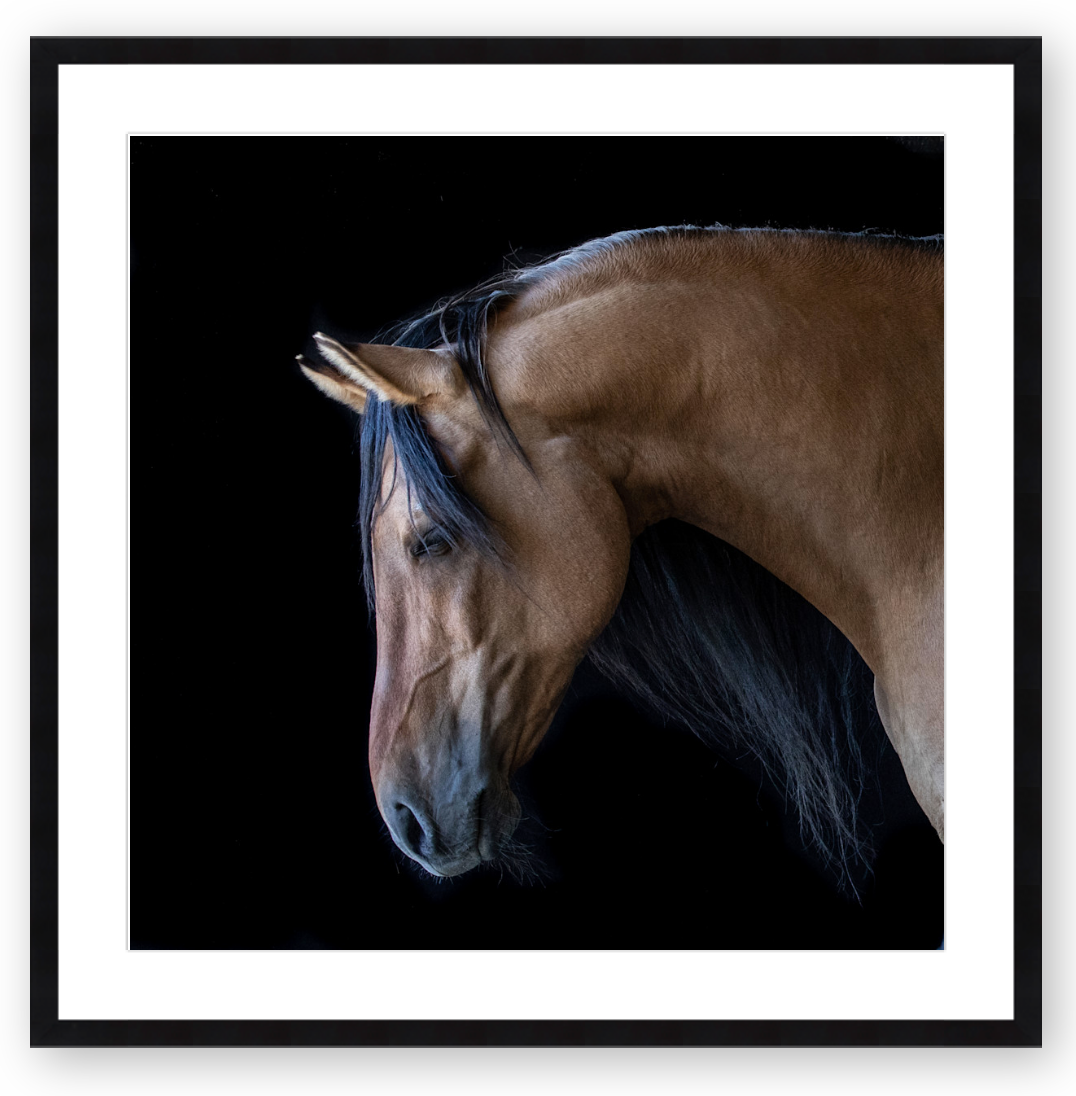 Spirit II - Stallion of the Cimarron, unframed by Stephen Pile