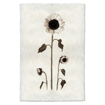 Sunflowers Print