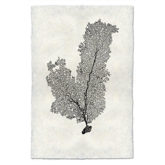 Tall Sea Fan, B&W