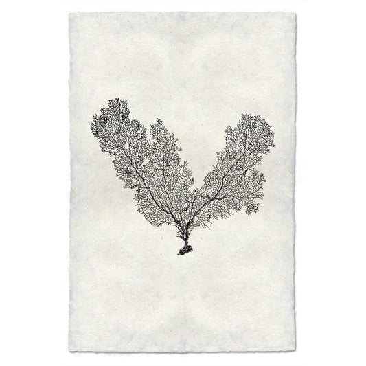 V Shaped Sea Fan, B&W