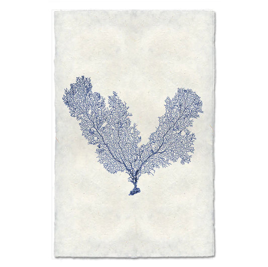 V Shaped Sea Fan, Blue